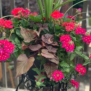 Meet your Posher, Colleen